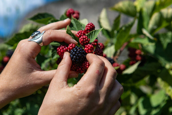 U pick blackberries farm, hands close up