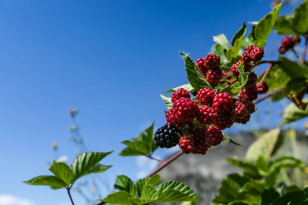 Raspberry plant fruits against blue sky — Stock Photo, Image