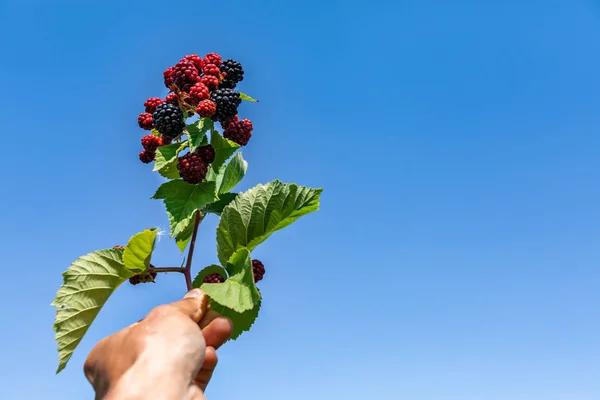 U pick blackberries farm, hands close up — Stock Photo, Image