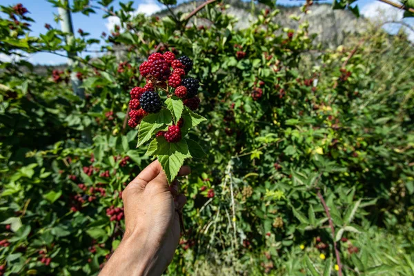 U pick blackberries farm, hands close up — Stock Photo, Image