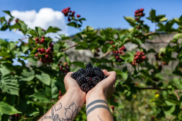 U pick blackberries farm, hands close up — Stock Photo, Image