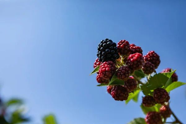 Raspberry plant fruits against blue sky