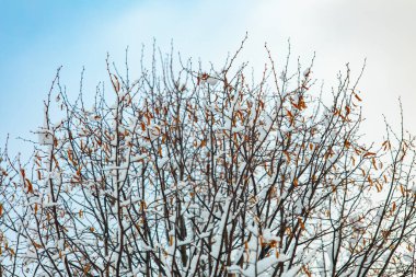 Kışın karla kaplı ağaç dalları