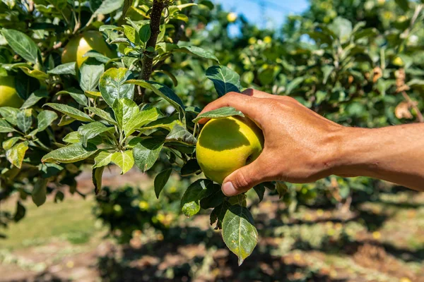 Raccolta a mano mela verde fresca e matura — Foto Stock