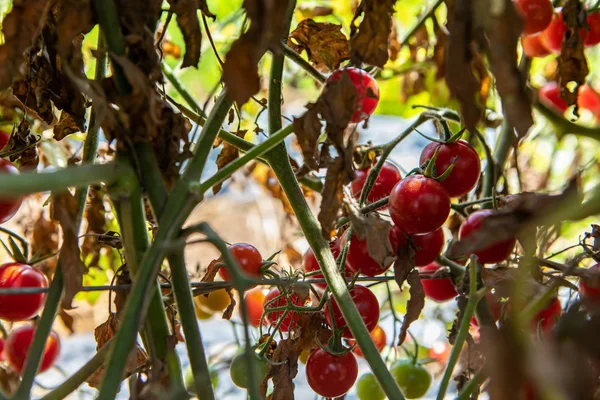 Heirloom organic small cherry tomatoes — Stock Photo, Image