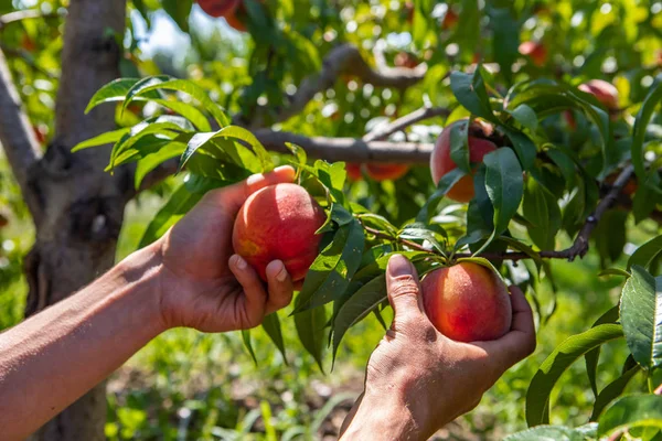 Mani che raccolgono frutti di pesca, frutteto — Foto Stock