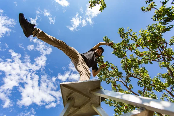 Happy man on ladder picking fruits — 스톡 사진