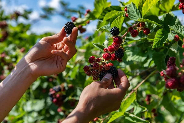 U pick blackberries farm, hands close up — Stock Image U pick blackberries farm, hands close up Stock Image