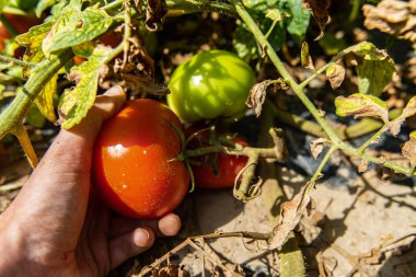 Çiftçilerin elleri kırmızı domates topluyor