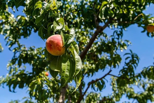 Pesche albero ramo frutta con foglie — Foto Stock