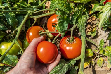 Çiftçilerin elleri kırmızı domates topluyor