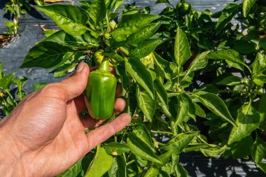 hand holding unripe green pepper fruit