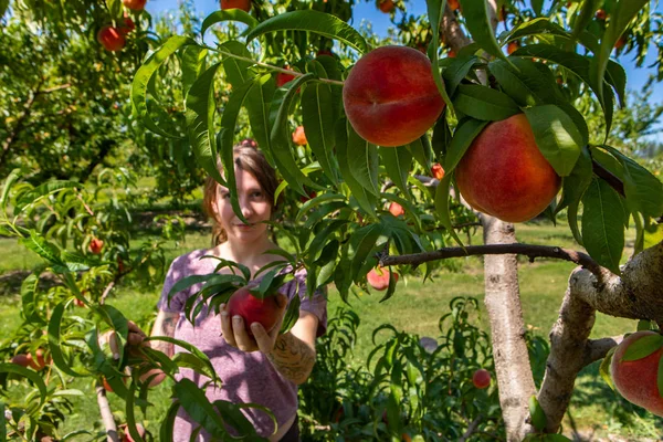 Donna caucasica raccolta pesche frutta — Foto Stock