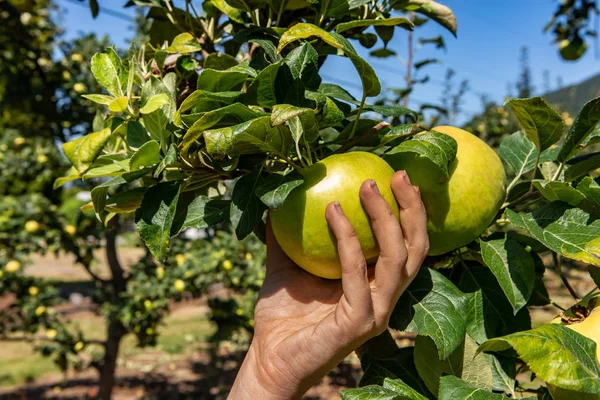 Raccolto a mano mela da un albero da frutteto — Foto Stock