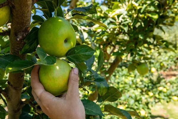 Raccolta a mano mela verde matura e fresca — Foto Stock