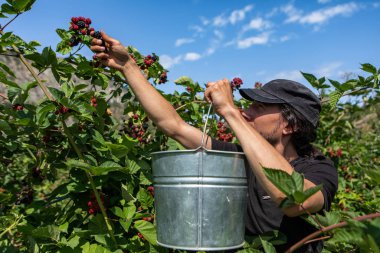 man picking ripe blackberries to bucket