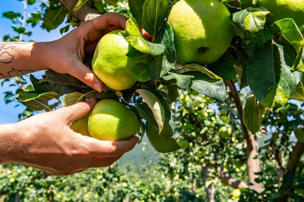 Raccolta a mano di mele verdi mature e fresche — Foto Stock