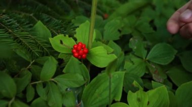Cornus canadensis meyvelerini elle toplayın