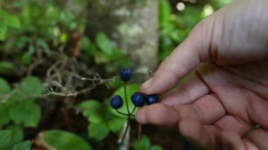 mavi boncuk zambak Clintonia borealis meyveleri