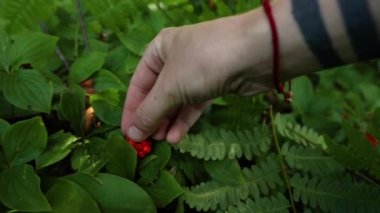 Cornus canadensis meyvelerini elle toplayın