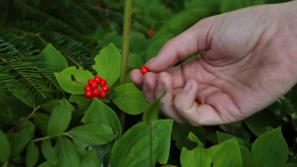 Hand pick Cornus canadensis fruits — Stock Video