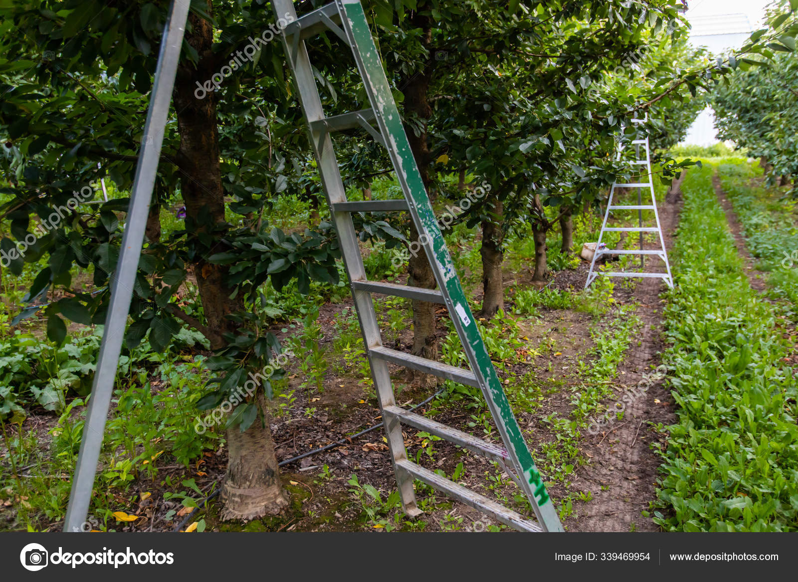 Tripod picking ladders in the cherry orchard Stock Photo by ©Valmedia
