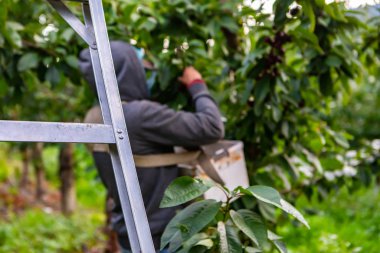 Mevsimlik tarım işçisi kiraz topluyor