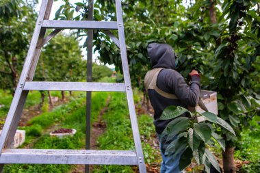 Mevsimlik tarım işçisi kiraz topluyor