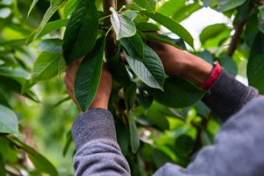 Malzeme çekme kiraz meyve