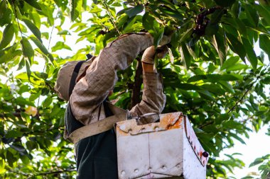 Man Picking Cherries On Ladder clipart