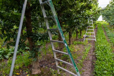 Tripod picking ladders in the cherry orchard clipart