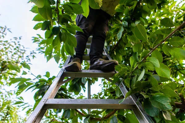 Professional cherry-picker standing on the ladder