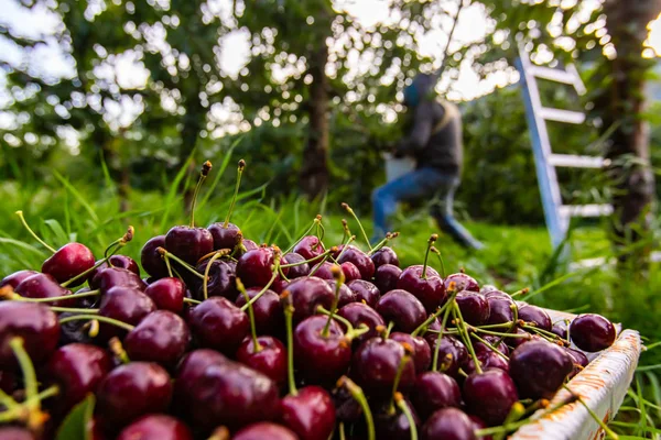 Full bucket of black sweet cherries — Stock Photo, Image