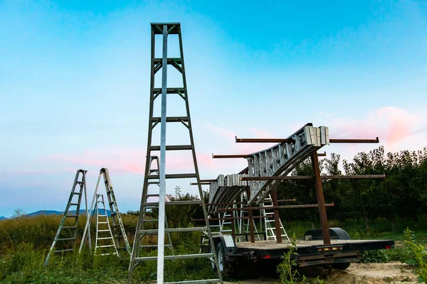 Groep ladders in de kersenboomgaard — Stockfoto