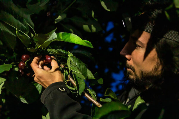 Farmer man picking fresh raw cherries