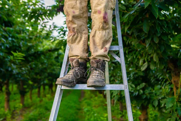 Professional cherry-picker standing on the ladder