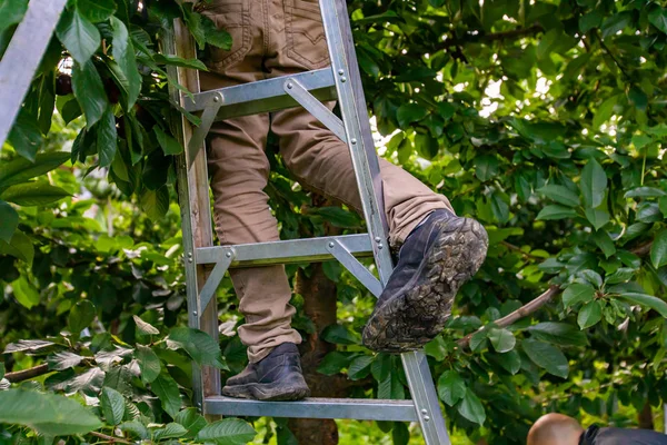 Kersenplukker in de boomgaard — Stockfoto