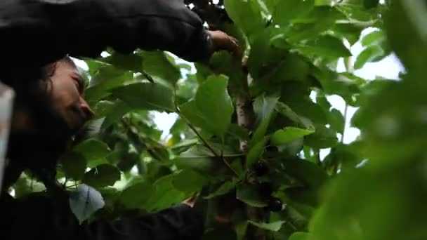 Professional agricultural worker picking cherries — Stock Video