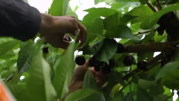 Colhendo cerejas no pomar — Vídeo de Stock