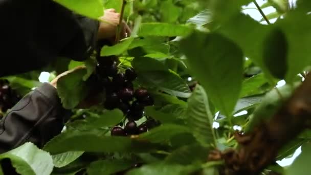 Recogiendo cerezas en el huerto — Vídeo de stock