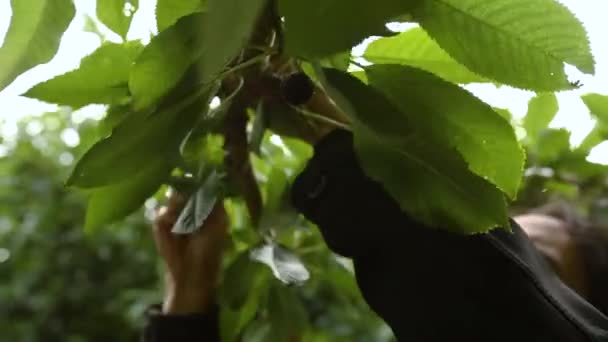 采摘樱桃在果园 — 图库视频影像