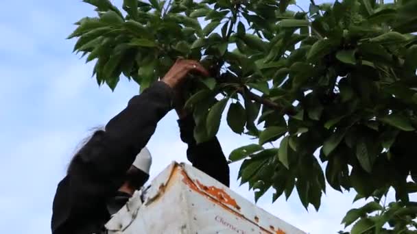 Catador profissional de cereja trabalhando no pomar — Vídeo de Stock