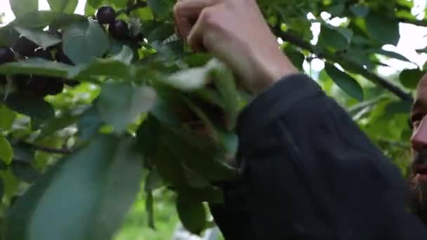 Чоловік збирає вишні з дерева — стокове відео