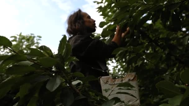 Kirschen pflücken im Obstgarten — Stockvideo