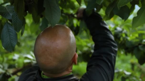 Kirschen pflücken im Obstgarten — Stockvideo