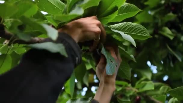 专业农业工人采摘樱桃 — 图库视频影像