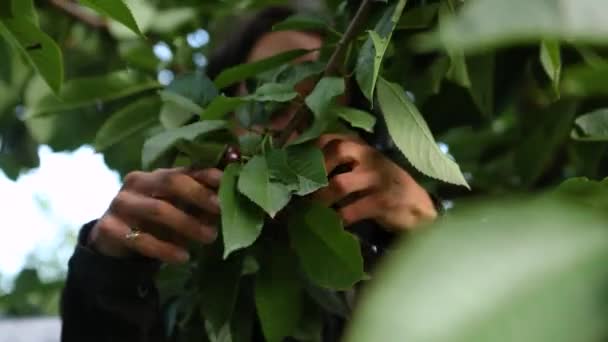 Профессиональный сборщик вишни в саду — стоковое видео