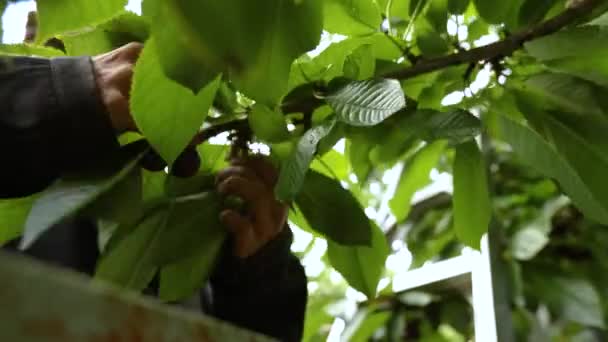 Zbioru czereśnie w sadzie — Wideo stockowe