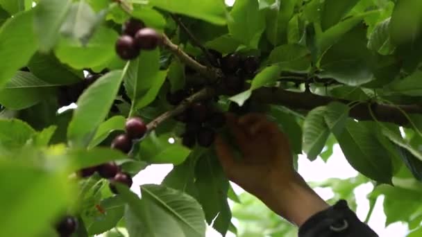 Kirschen pflücken im Obstgarten — Stockvideo