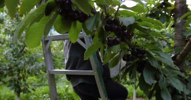 Farmář sklízí čerstvé syrové třešně — Stock video